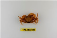 藏品(太魯閣澤蟹)的圖片